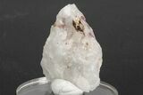 Native Gold Formation in Quartz - Morocco #213536-1